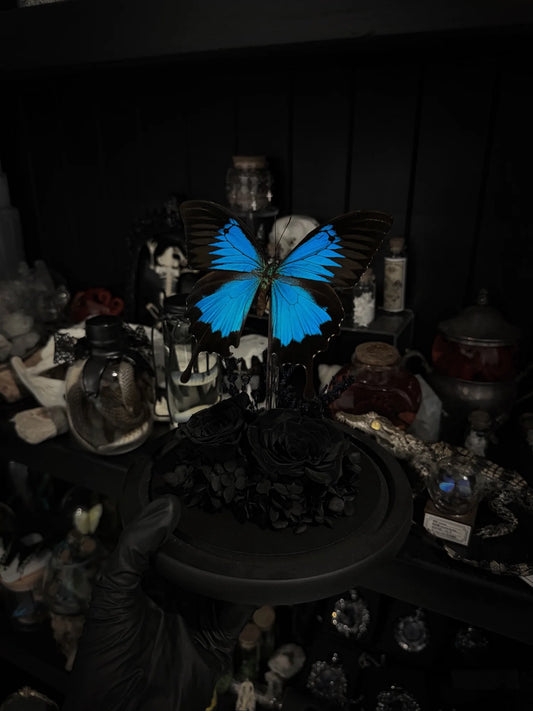 Papilio Ulysses Dome