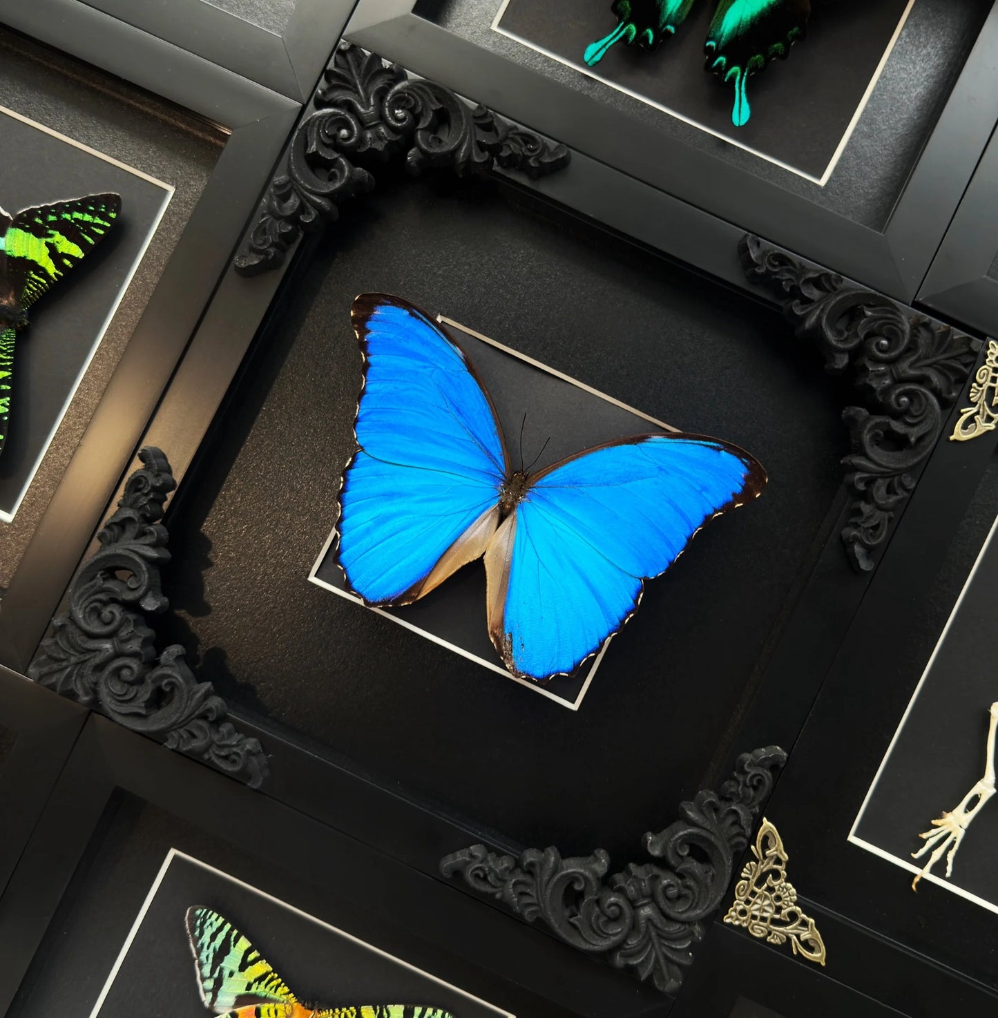 Gothic Morpho Didius