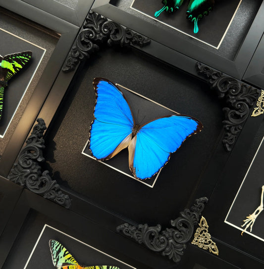 Gothic Morpho Didius