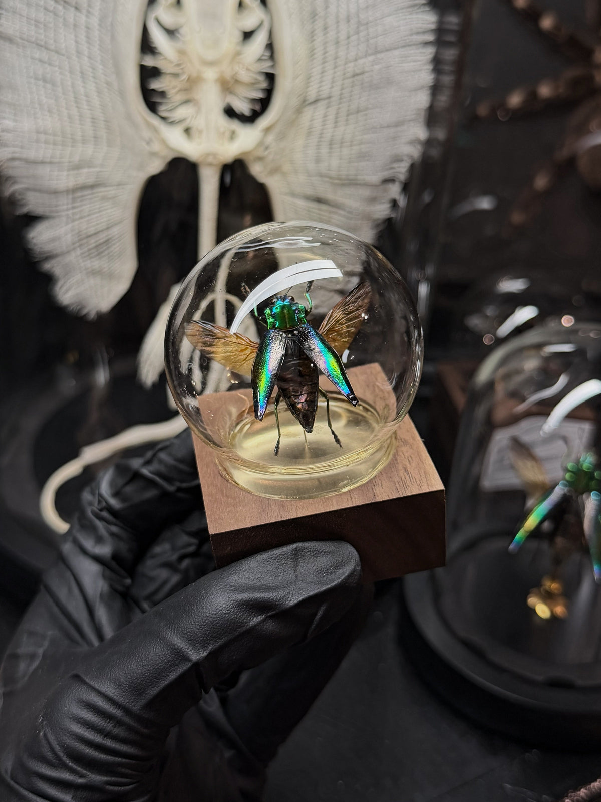 Spread Shiny Green Beetle