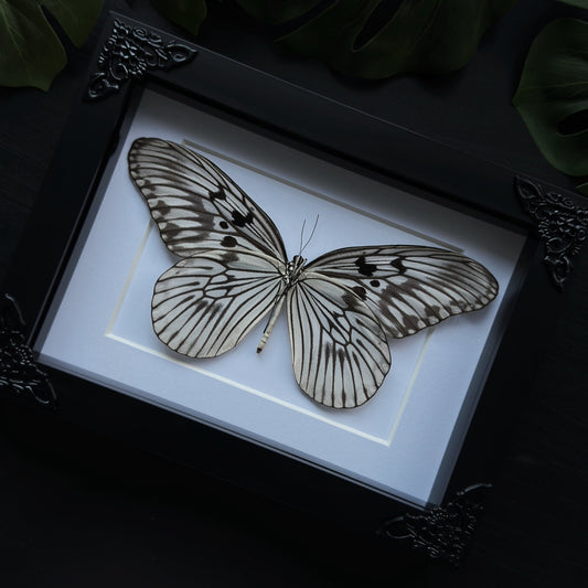 Paper Kite Butterfly (Idea Leuconoe)