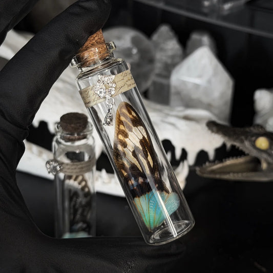 Cicada Wing Jar