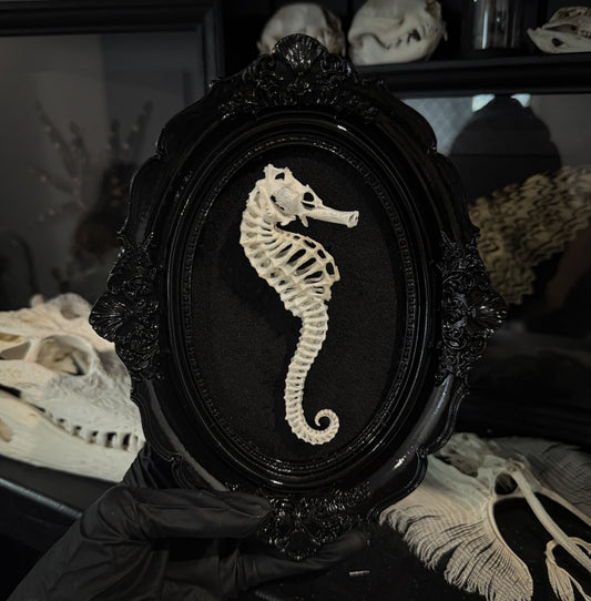 Large SeaHorse Frame
