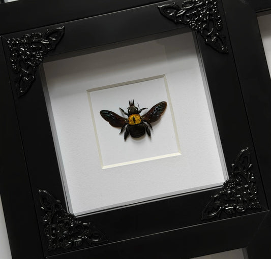 Great Carpenter Bee