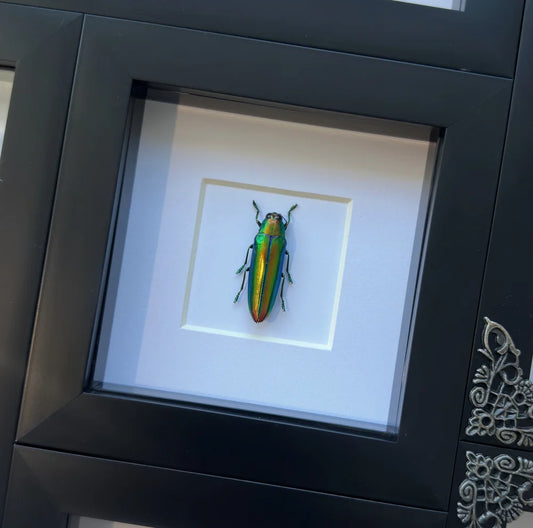 Close-up of a Chrome Aurora Beetle from Lepidora Entomology showing its vibrant metallic green and blue exoskeleton.