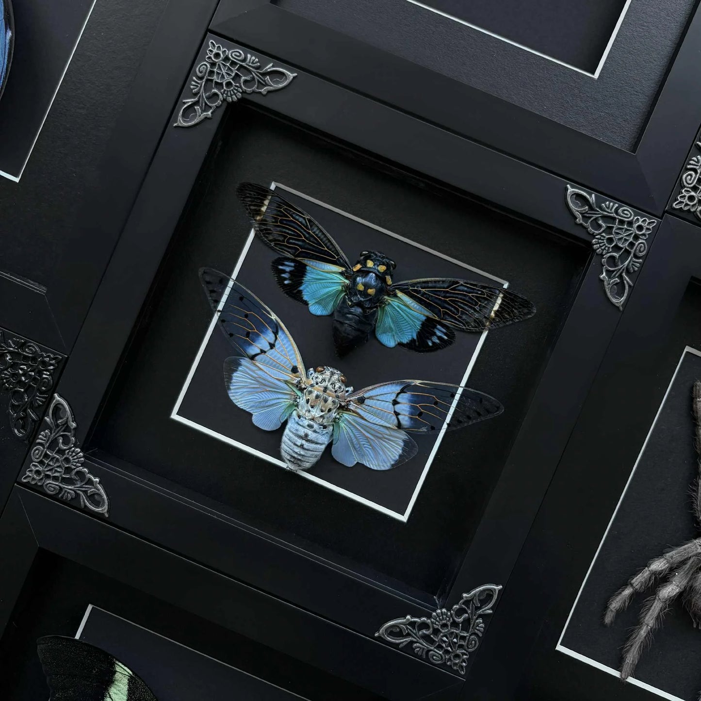 Dual Cicada Frame