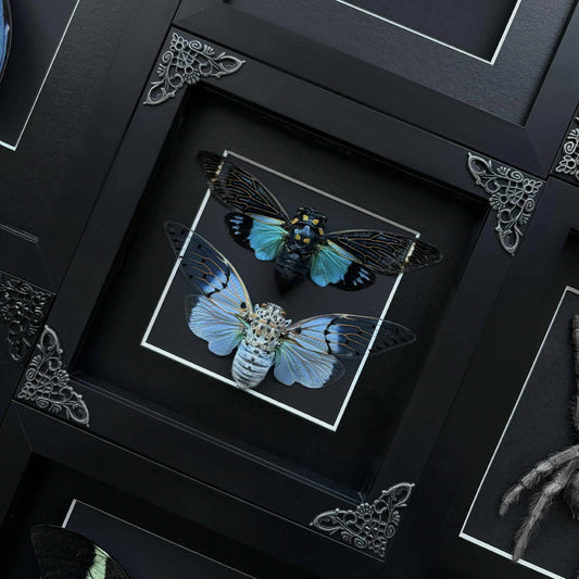 Dual Cicada Frame