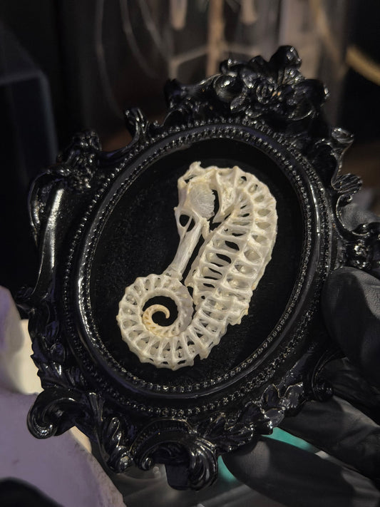 Curled SeaHorse Skeleton