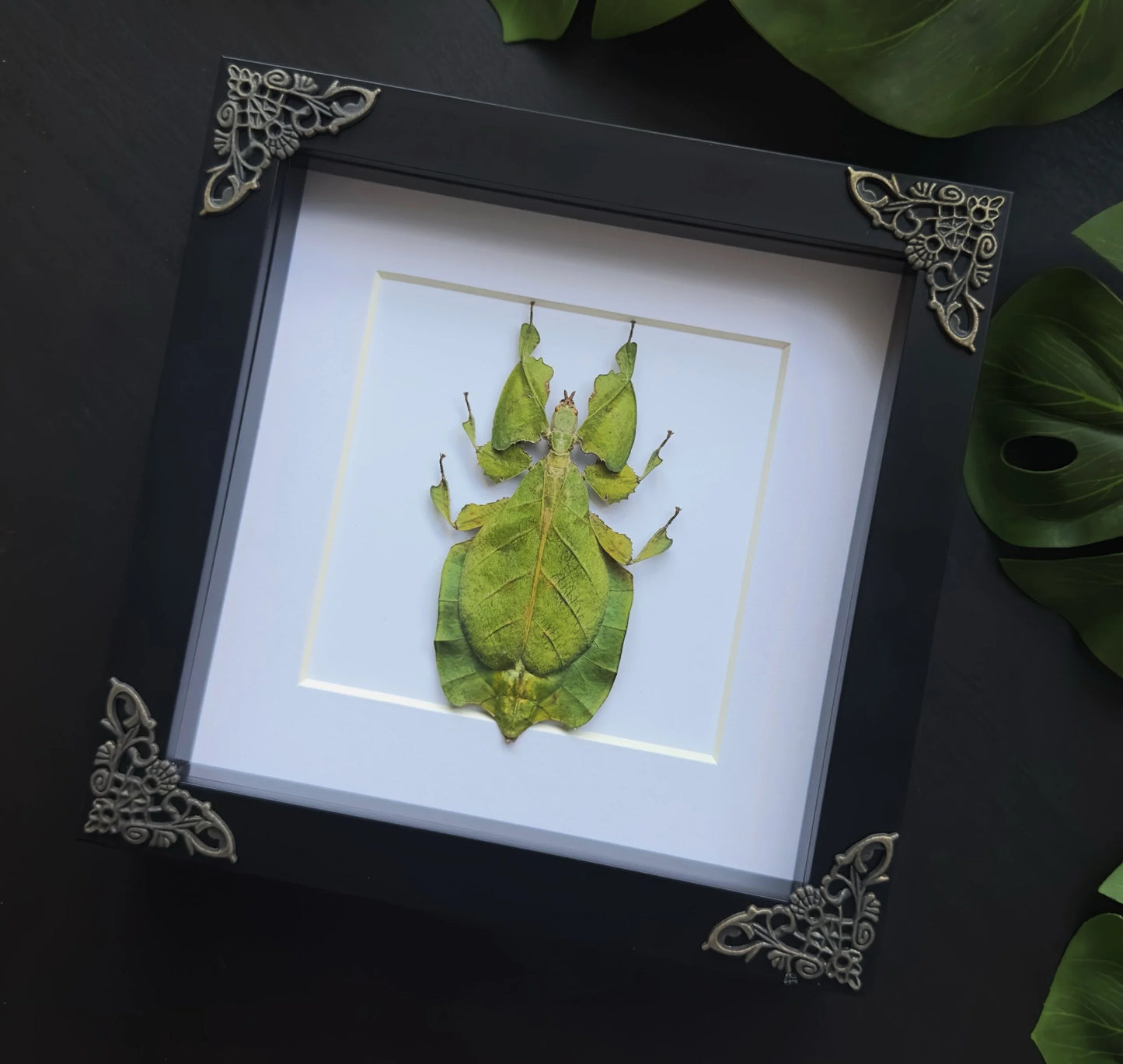 Leaf Insect Sp2