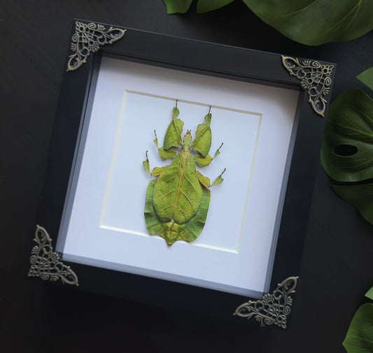 NEW Leaf Insect Sp2