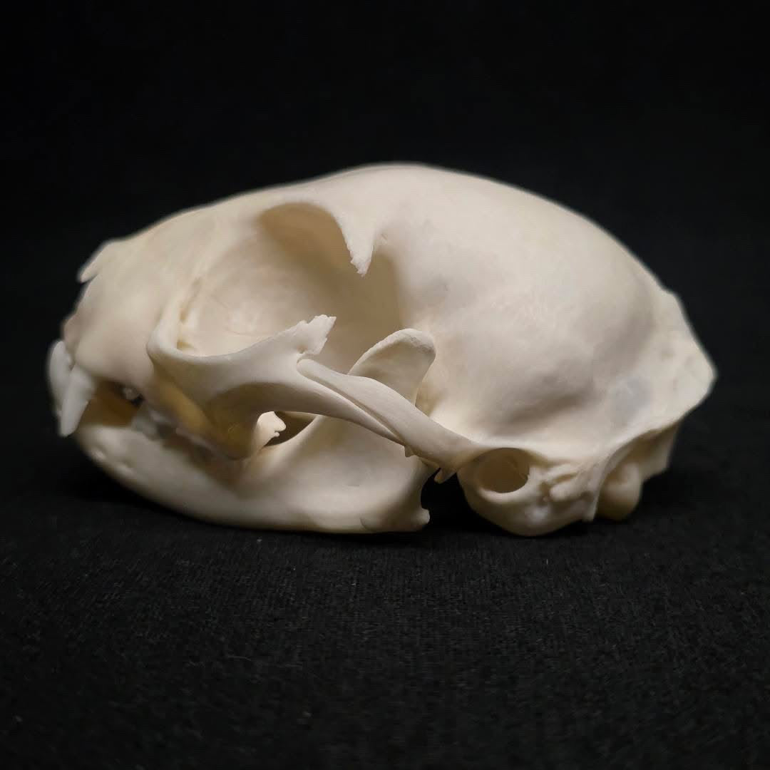 Feral Cat Skull