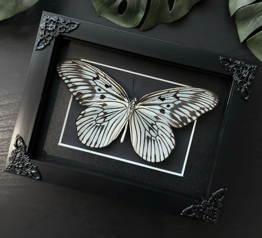 Paper-Kite Butterfly