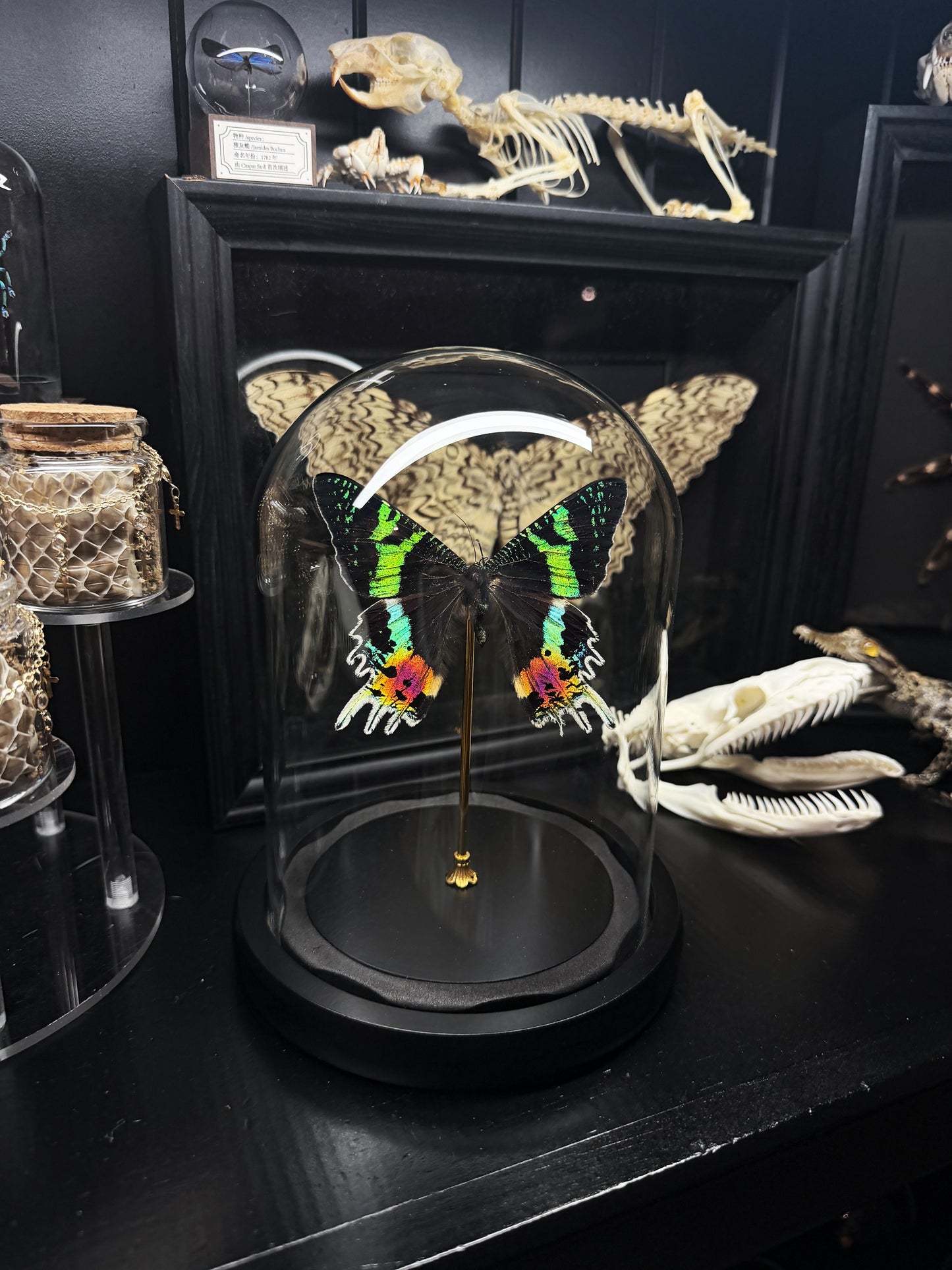 Sunset Moth Dome
