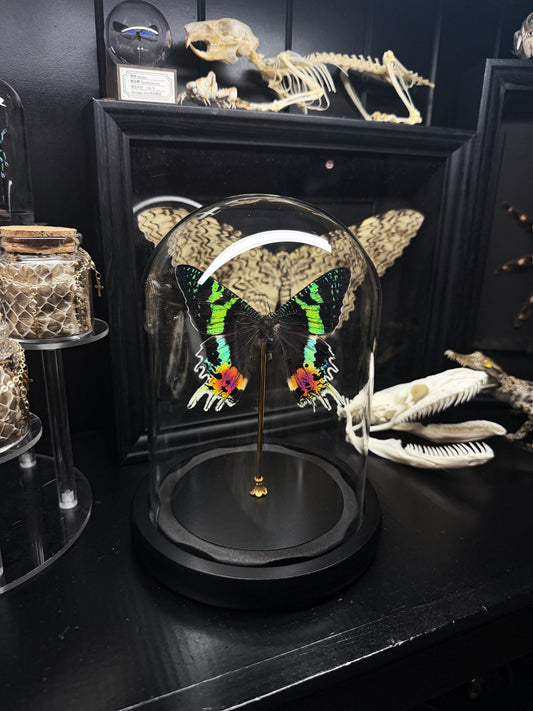 Sunset Moth Dome