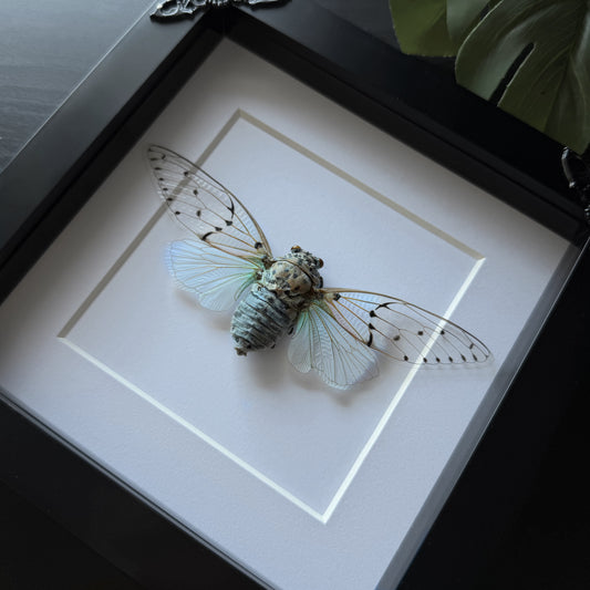 Ghost Cicada