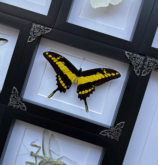 King Swallowtail