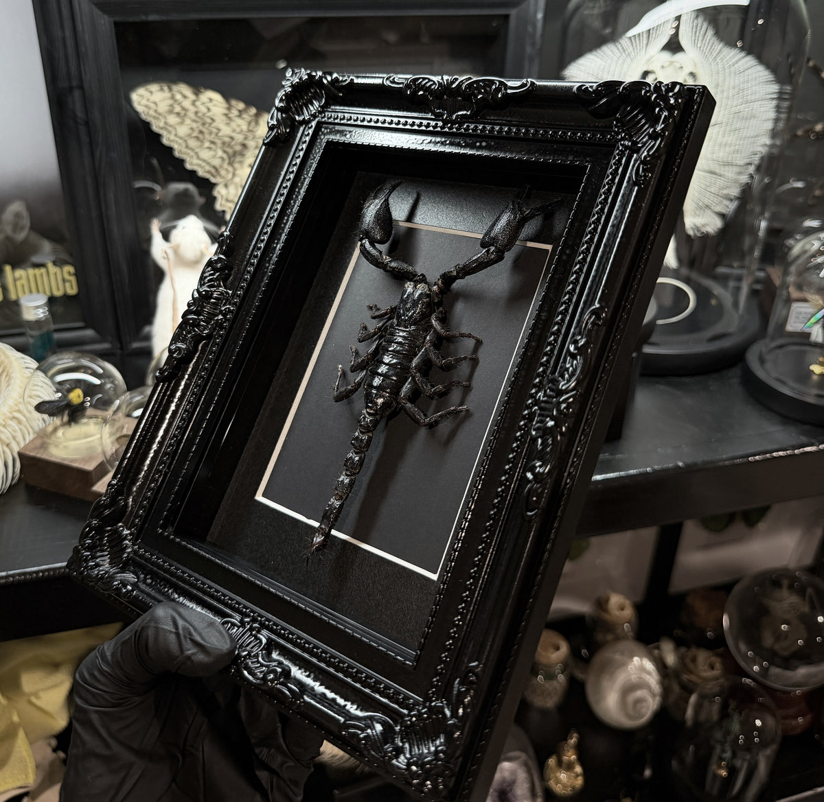 Gothic Scorpion Frame