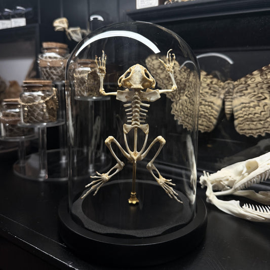 Frog Skeleton Dome