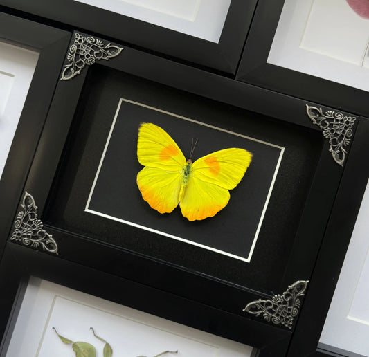Yellow Butterfly