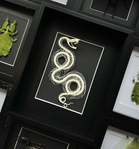 Medium Double Coiled Viper Snake Skeleton