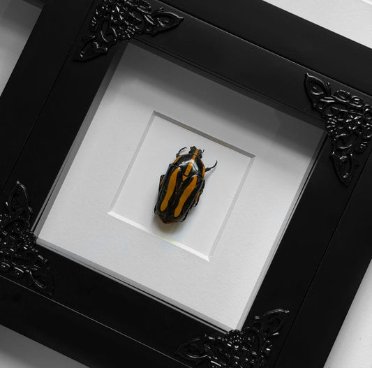 NEW Tiger Beetle