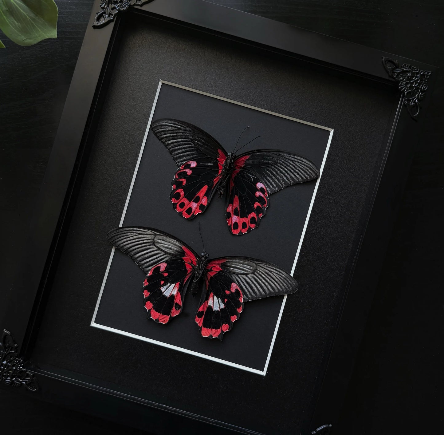 Red Mormon Duo