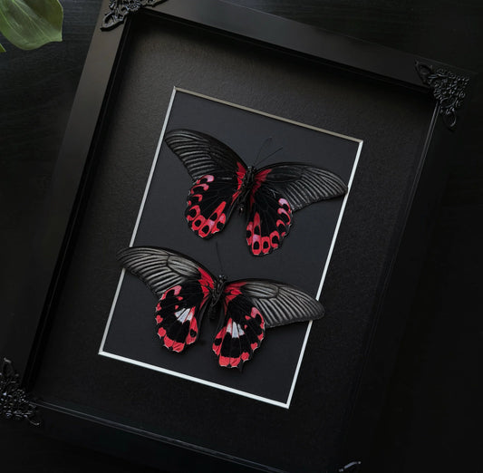 Red Mormon Duo