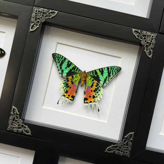 Madagascan Sunset Moth (Chrysiridia Rhipheus)