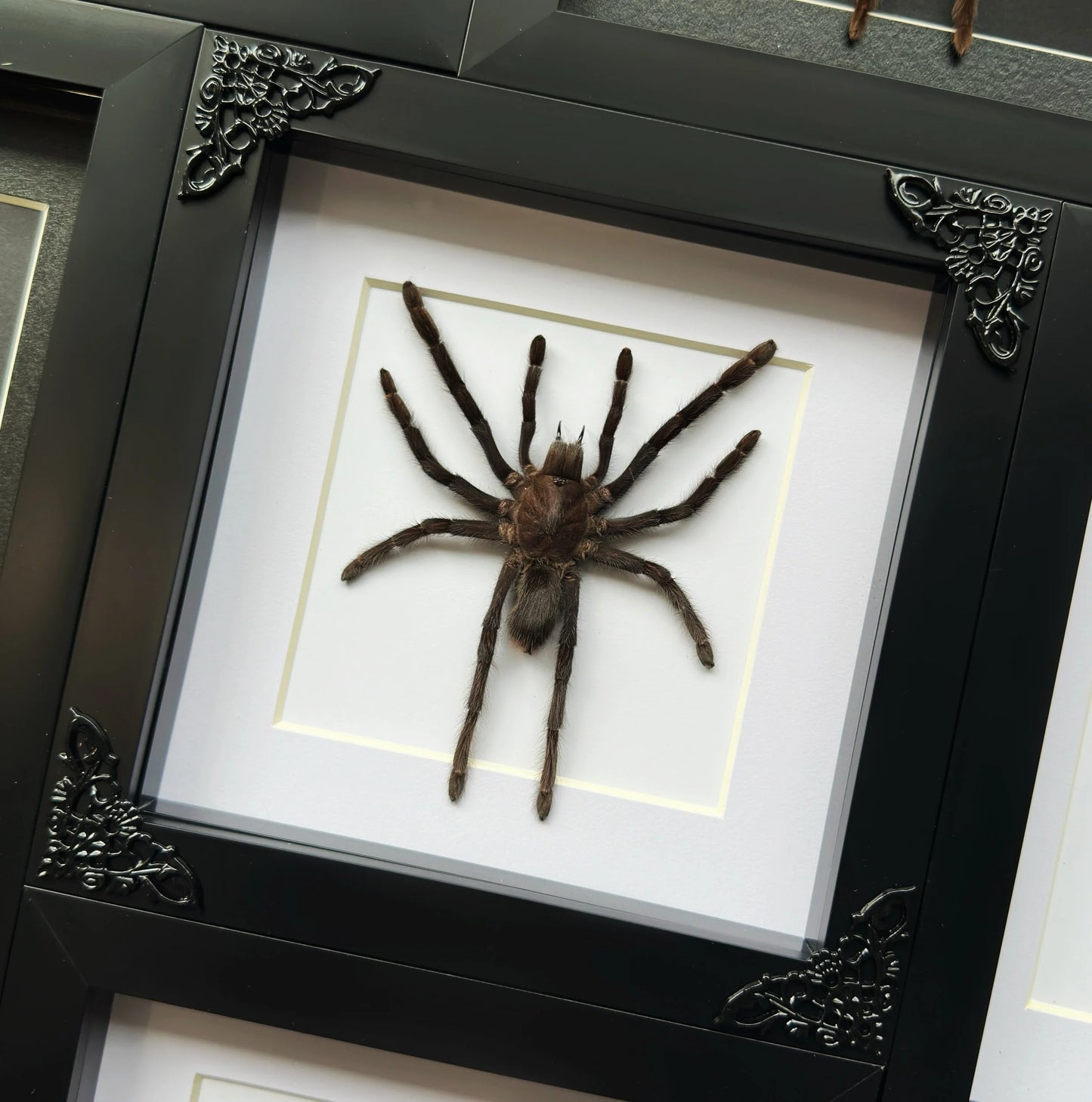 Tarantula