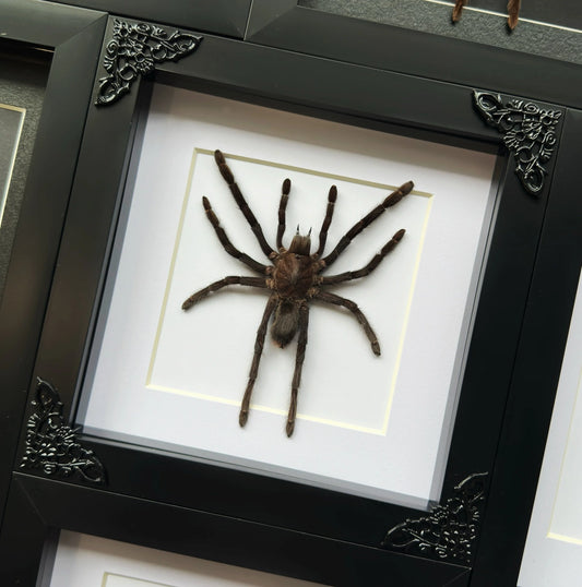 Tarantula Medium