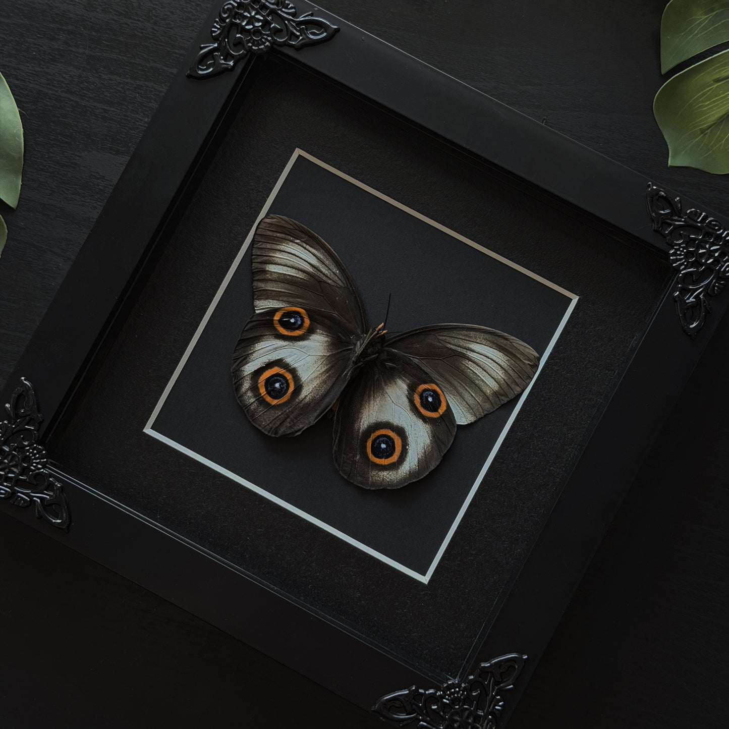 Owl Moth