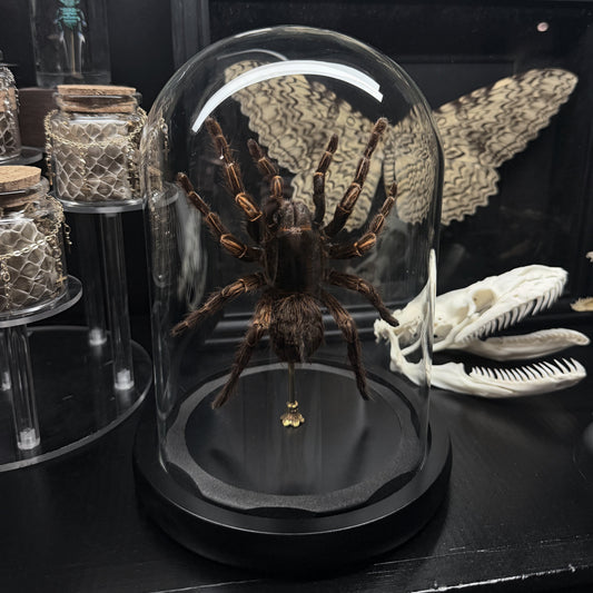XL Tarantula Dome
