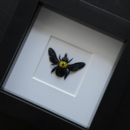 Great Carpenter Bee