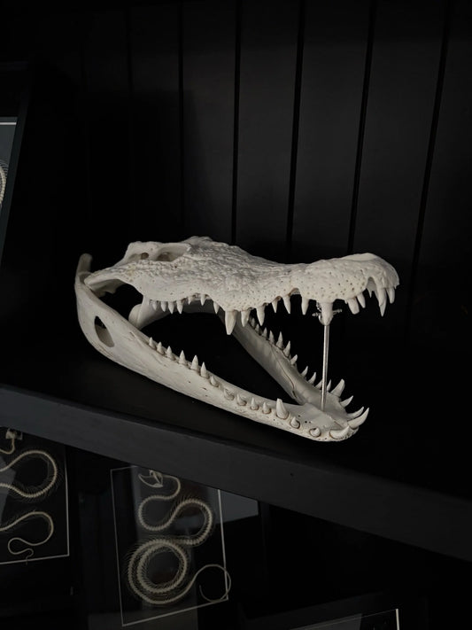 Crocodile Skull (Real)