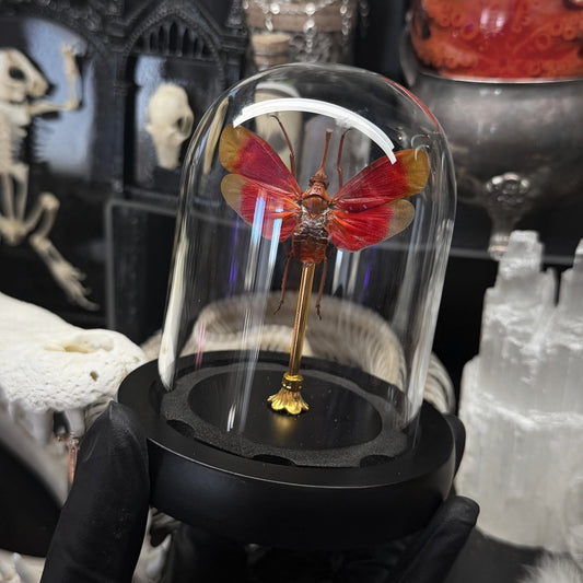Red Lantern Fly Dome from Lepidora Entomology showcasing the intricate design of the insect specimen.