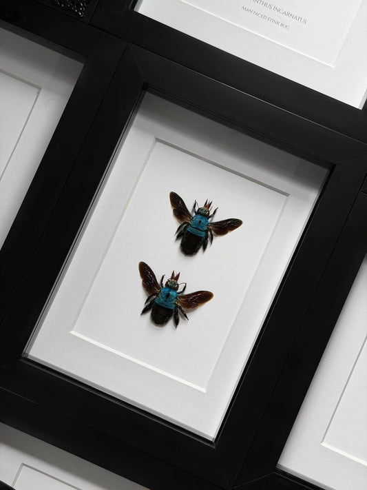 Two Blue Carpenter Bee (Xylocopa caerulea)