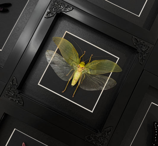 Leaf Insect sp4