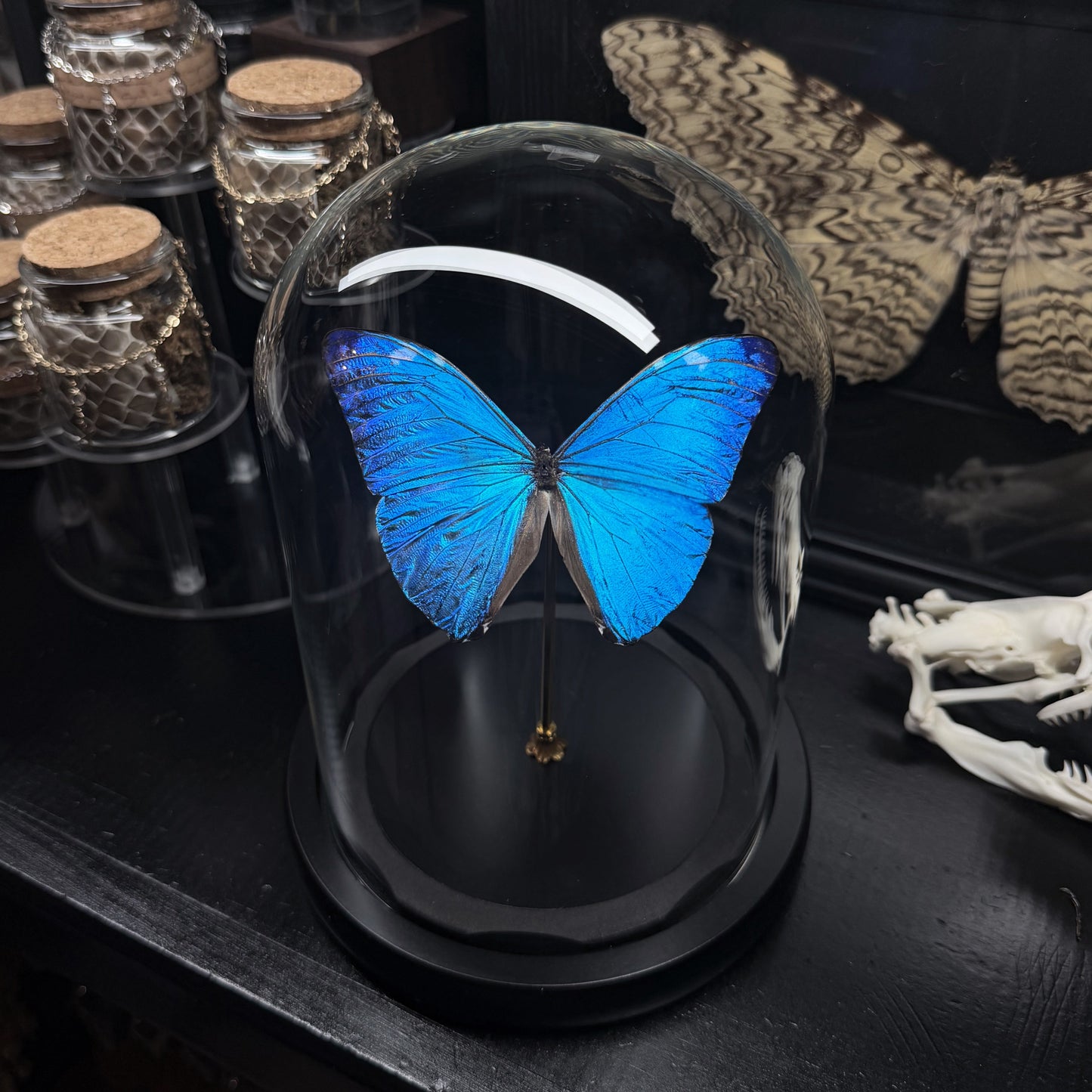 Morpho Marcus Dome
