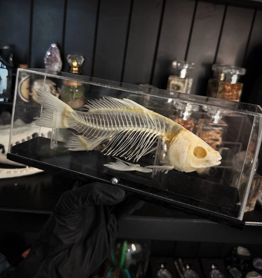 Whole Fish Skeleton