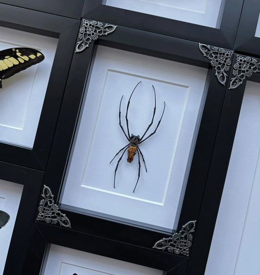 Golden Orb Weaver Spider SP2