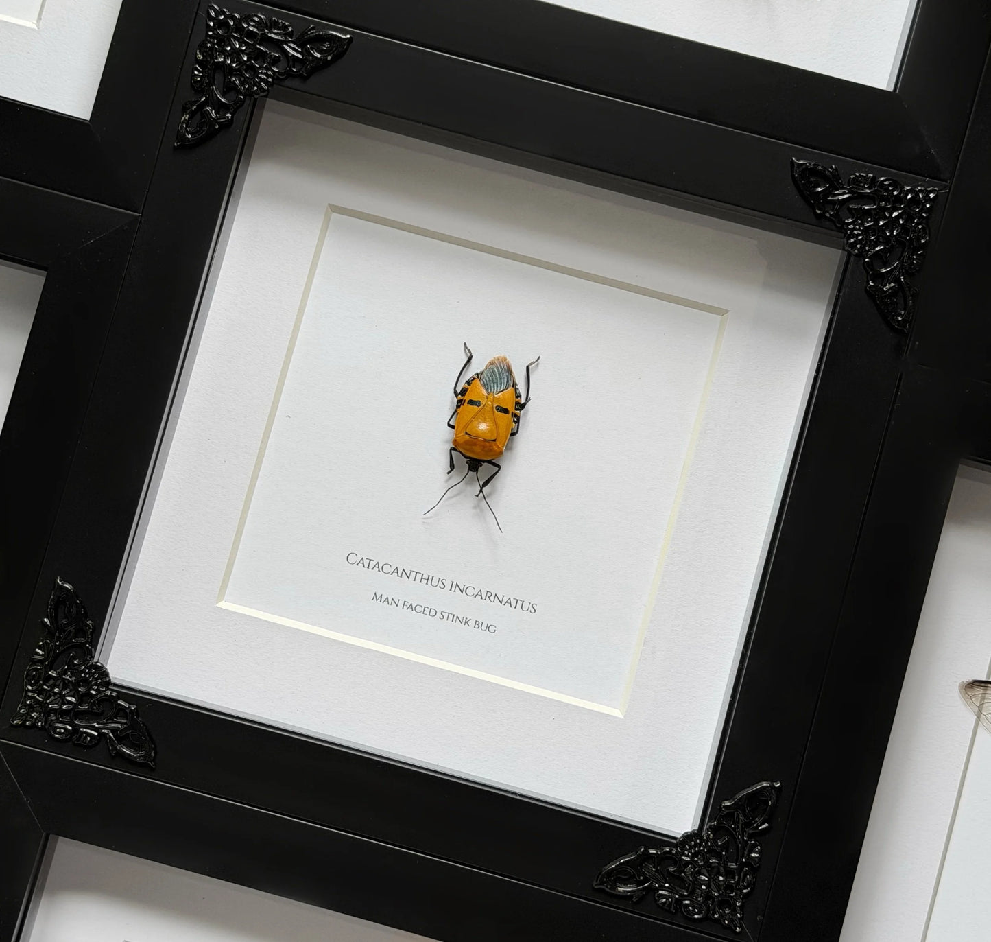 Man-Faced Stink Bug