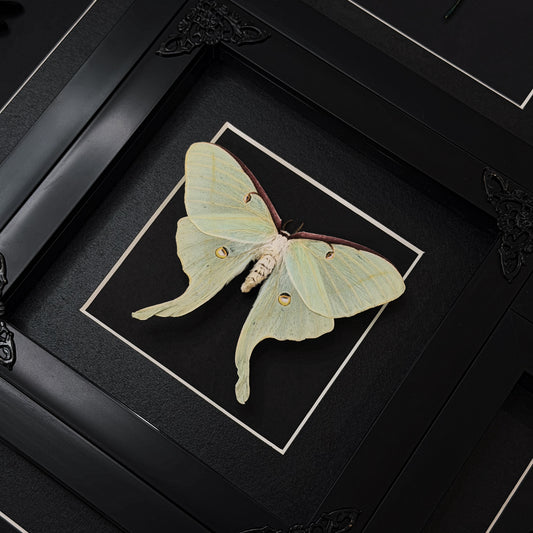 Luna Moth