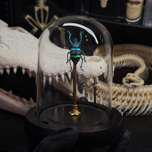 Vibrant Blue Weevil Dome