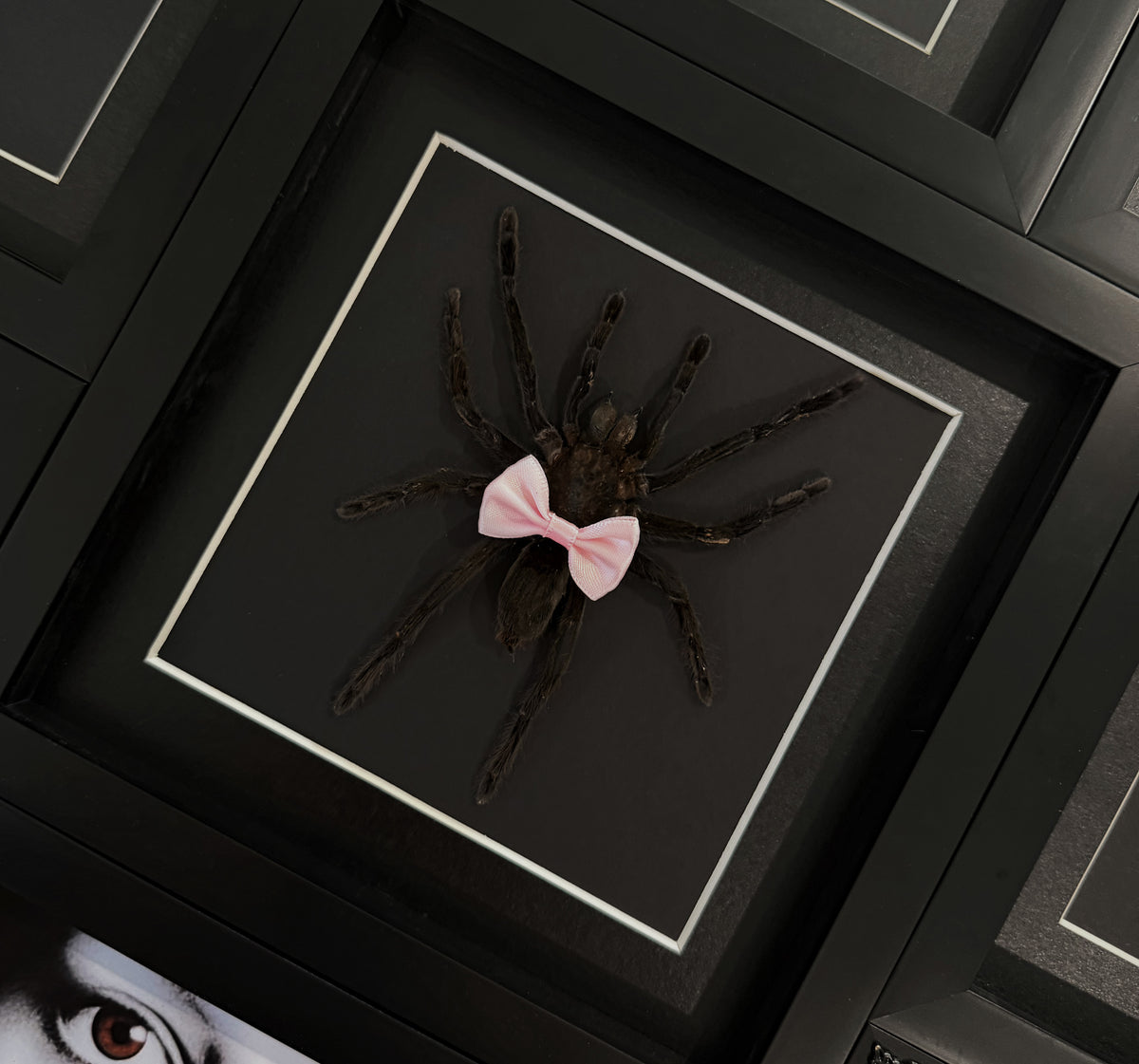 Cutie Patootie Tarantula 2.0