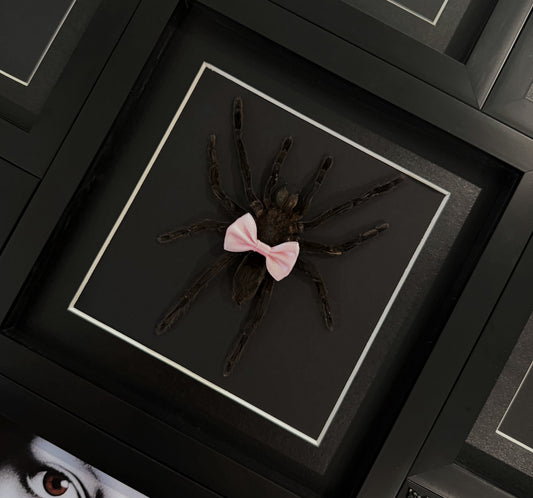 Cutie Patootie Tarantula 2.0