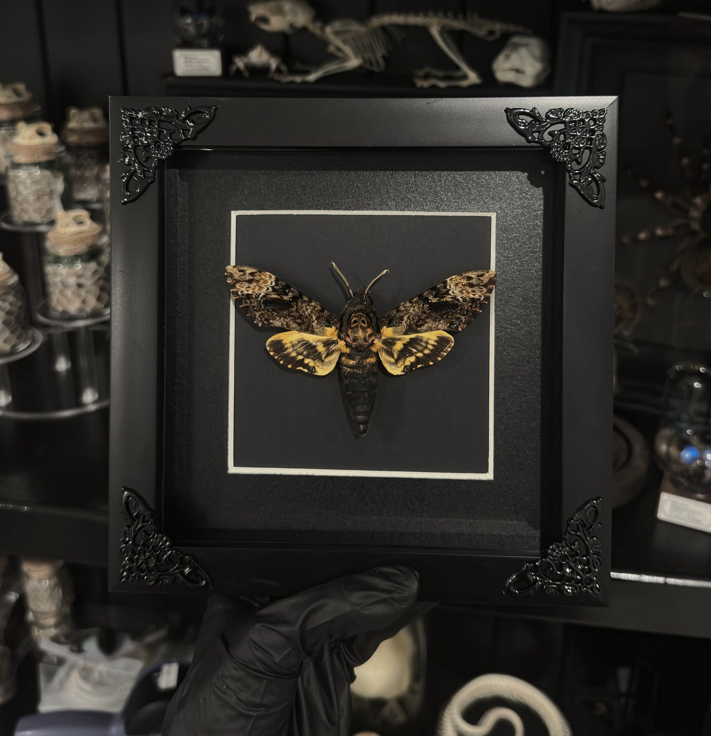 Death-Head HawkMoth