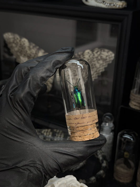 Frog-Legged Leaf Beetle Vial (Green)