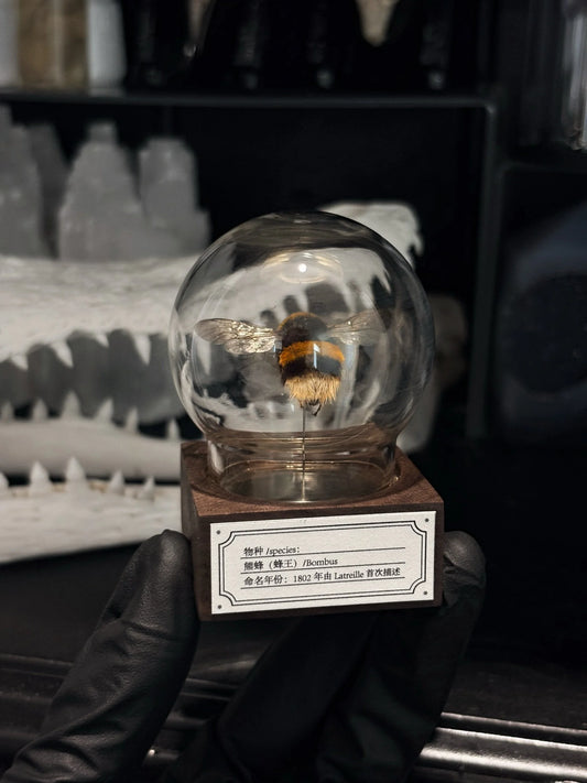 Queen Bumble Bee Bubble