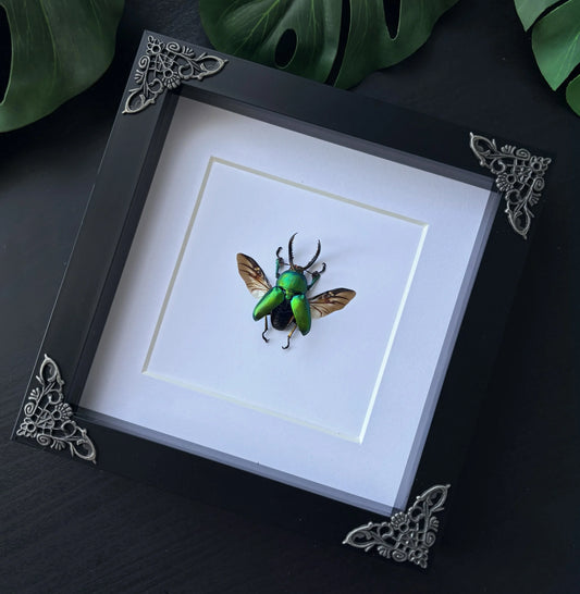 Saw Tooth Bug