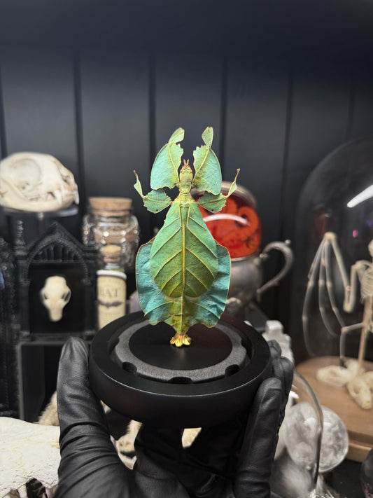 Green Phyllium Dome from Lepidora Entomology, a realistic leaf mimic insect with detailed green body and textured wings.
